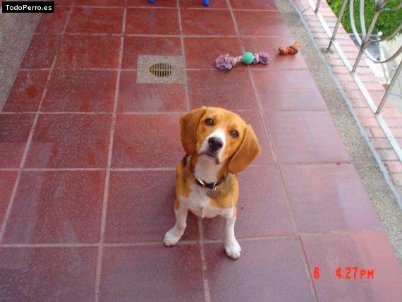La foto del perro