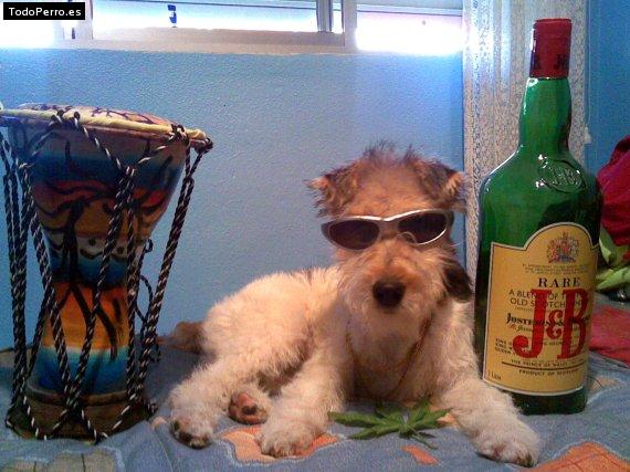 La foto del perro
