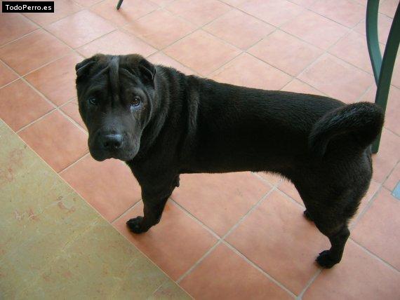 La foto del perro