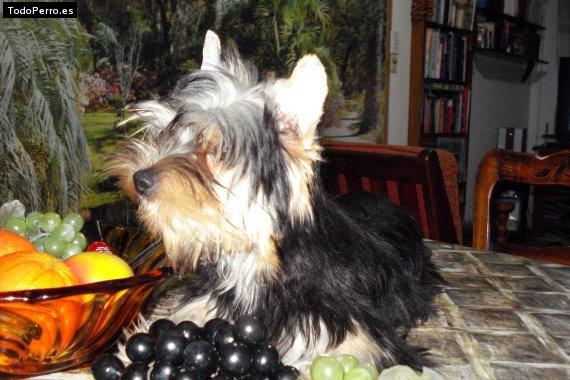 La foto del perro
