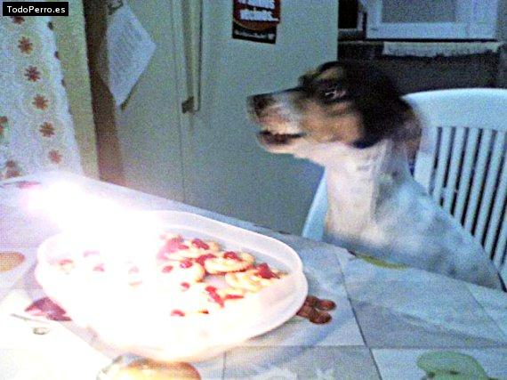 La foto del perro