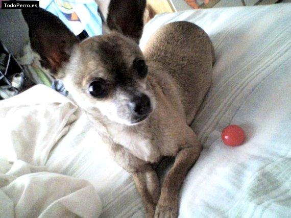 La foto del perro