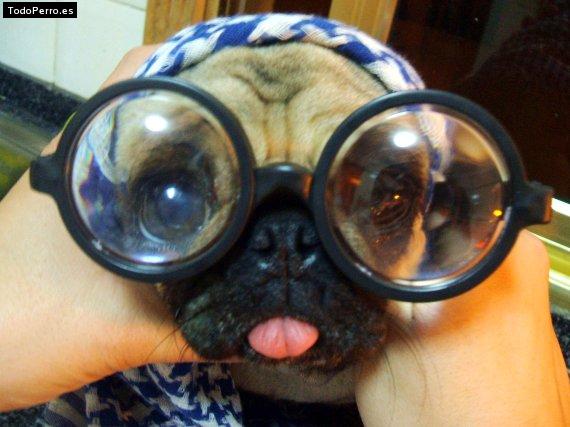 La foto del perro