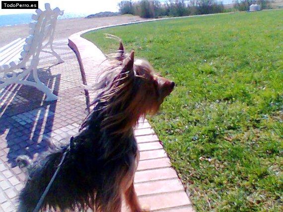 La foto del perro