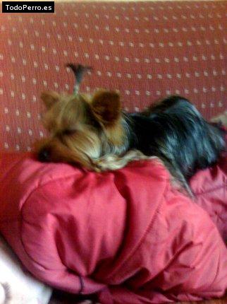 La foto del perro