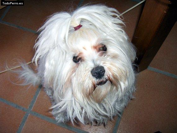 La foto del perro