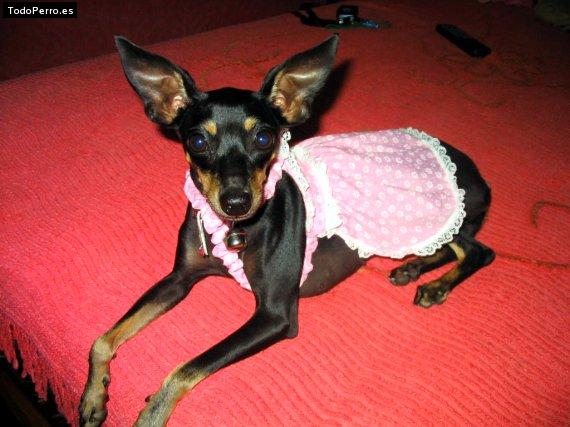 La foto del perro