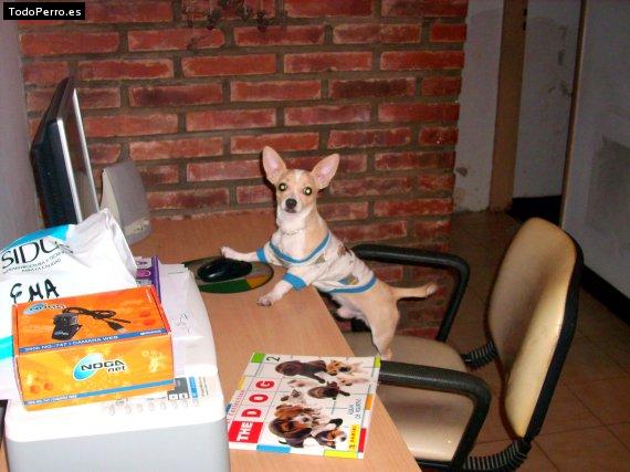 La foto del perro