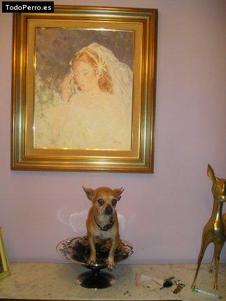 La foto del perro