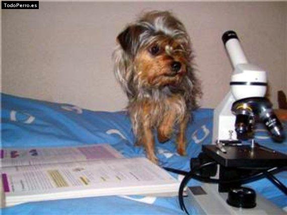 La foto del perro
