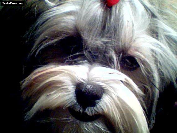 La foto del perro