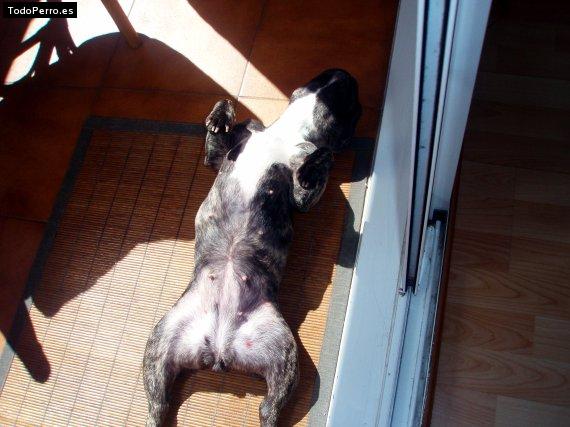 La foto del perro