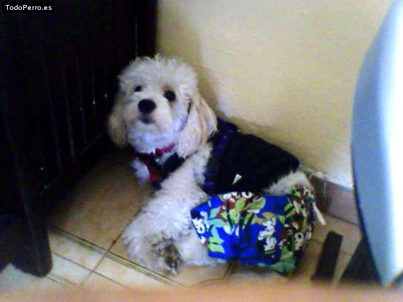 La foto del perro