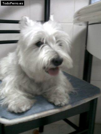 Foto del perro Wanda