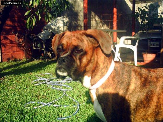 La foto del perro
