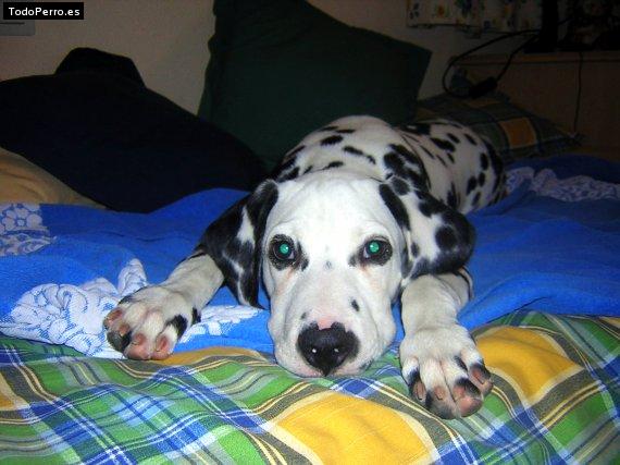 La foto del perro