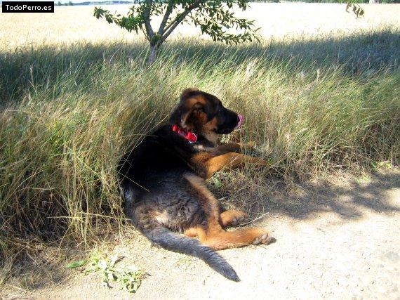 La foto del perro