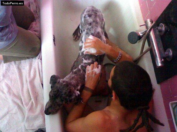 La foto del perro