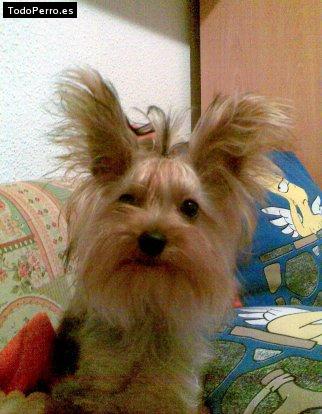La foto del perro