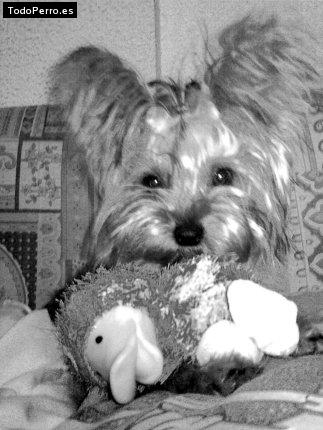 La foto del perro