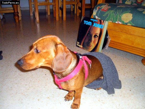 La foto del perro