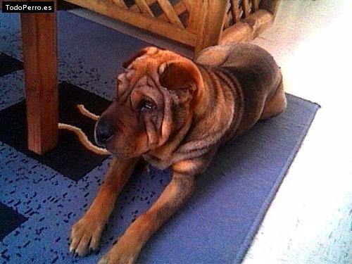 La foto del perro