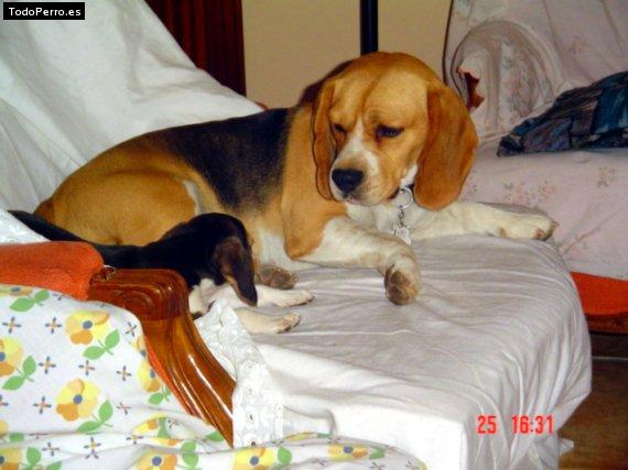 La foto del perro