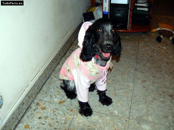 La foto del perro