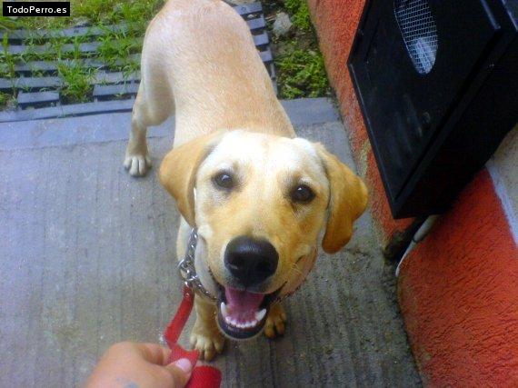 La foto del perro