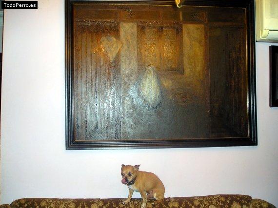 La foto del perro