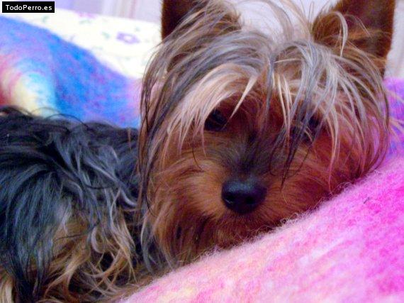 La foto del perro