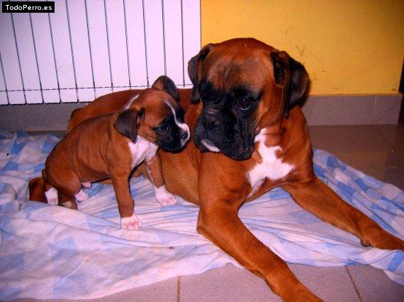Foto del perro Rocky y milton