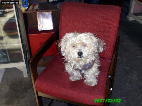 La foto del perro