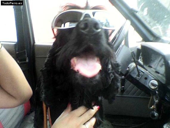 La foto del perro