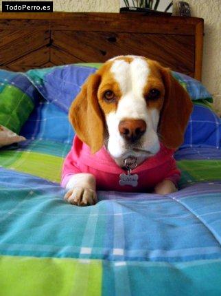 La foto del perro