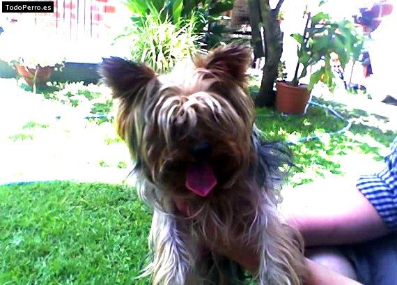 La foto del perro