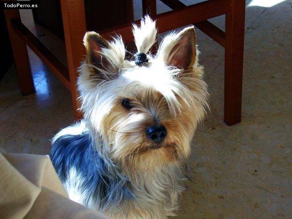 La foto del perro
