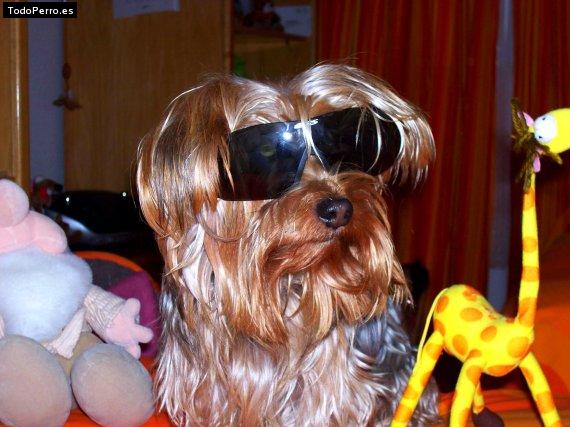 La foto del perro