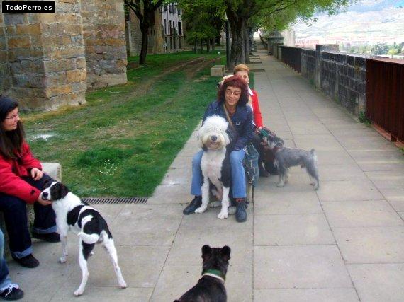 La foto del perro
