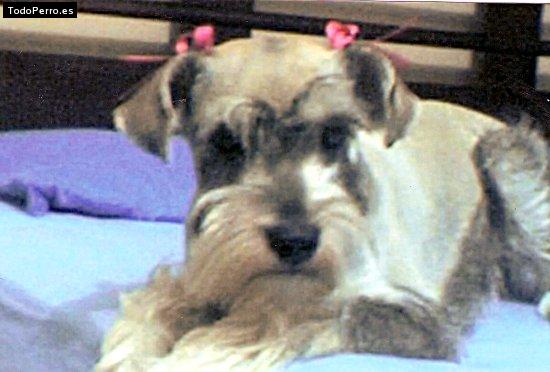 La foto del perro