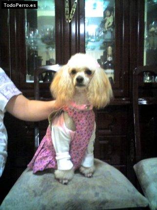La foto del perro
