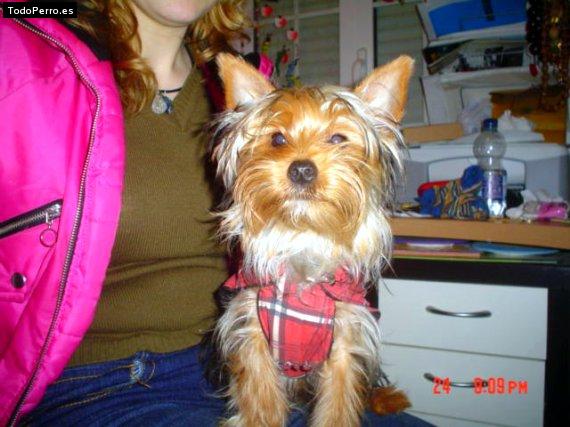 La foto del perro