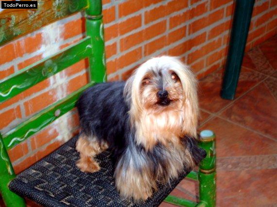 La foto del perro