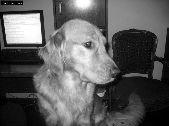 La foto del perro