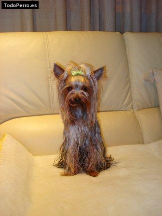 La foto del perro