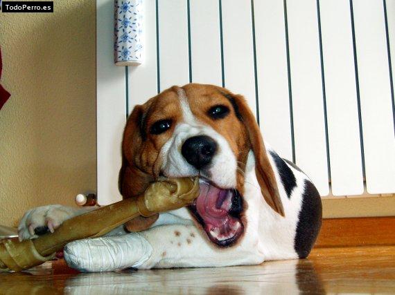 La foto del perro
