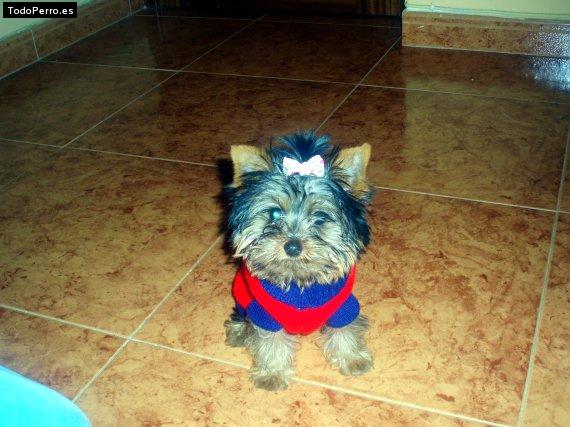 La foto del perro