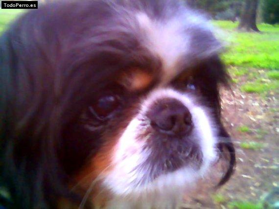 Foto del perro Scott