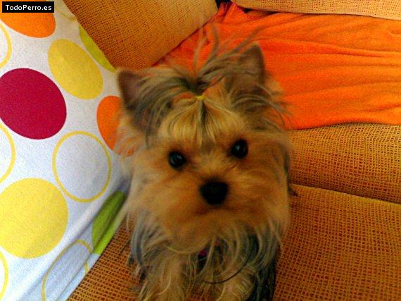 La foto del perro