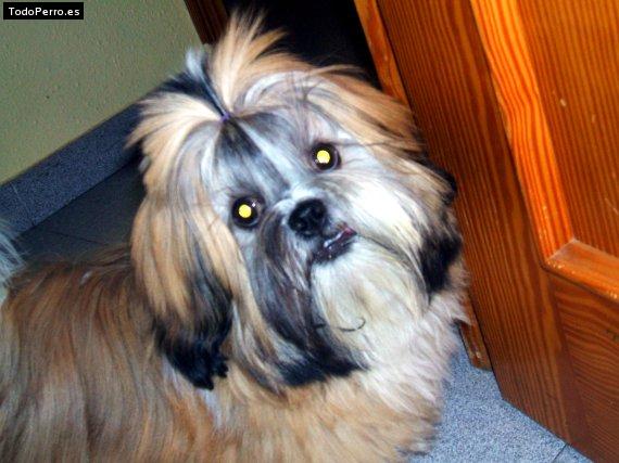 La foto del perro